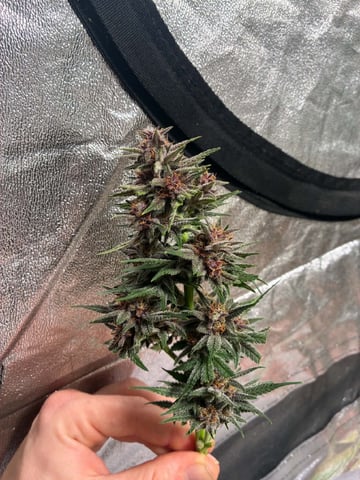 Banana Purple Punch Auto — harvest, day 67