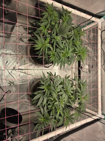 Granny Candy and PLCG — vegetative, day 72