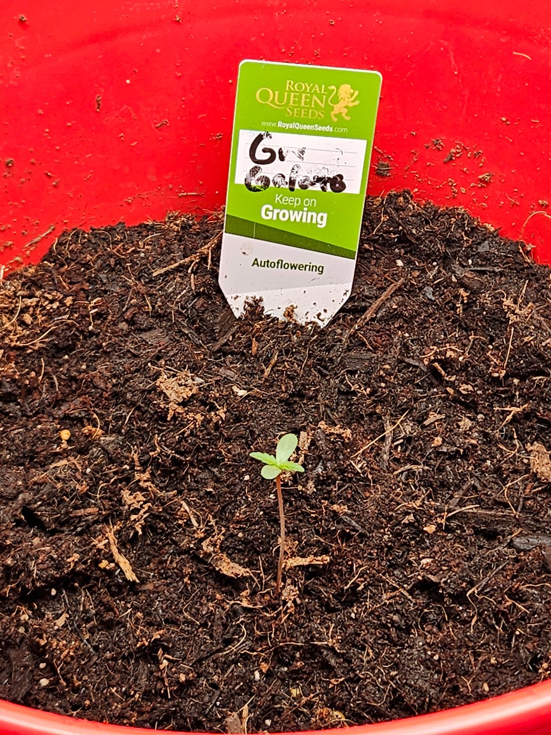 1st plant. Strain: Green Gelato AutoFlower