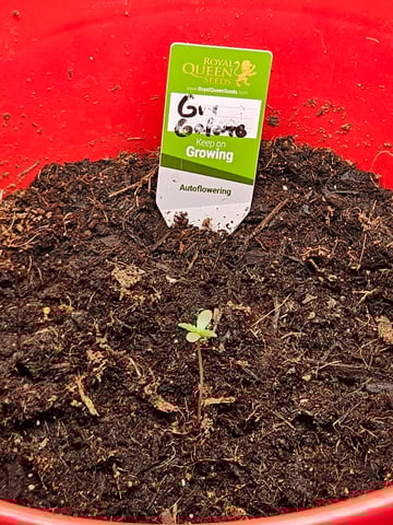 1st plant. Strain: Green Gelato AutoFlower — seedling_rooting, day 1