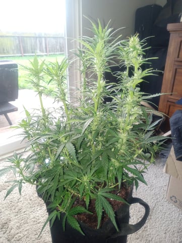  auto mixed pack indoor attempt #1 — flower, day 56