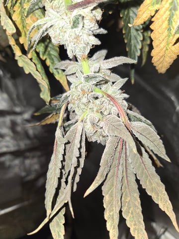 OG Kush  — harvest, day 105
