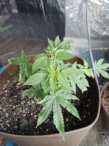 Blue Jamacian (Jess) — vegetative, day 120
