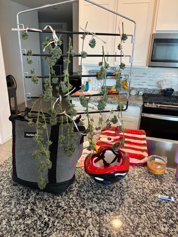 bonez #1 — harvest, day 58