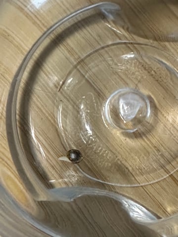 Cabana do Gato — germination, day 3