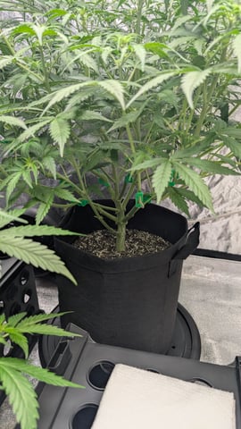 Strawberry Cheesecake Seedsman Seeds Autoflowers x2 — flower, day 41