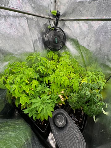 Mimosa x Orange Punch, Runtz Carlton, Gush Mints x Grape Cake Cream — vegetative, day 19