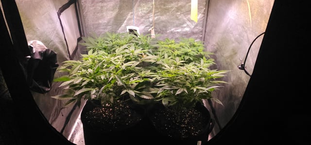 Cookies Usa — flower, day 60