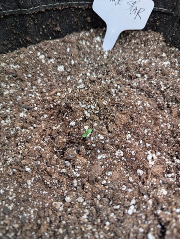 Dark Star — seedling_rooting, day 4