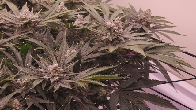 3rd run, 8 plant mom hunt - indoor top fed DTW with rockwool — flower, day 155