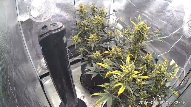 Fastbudz Payaya Cookies