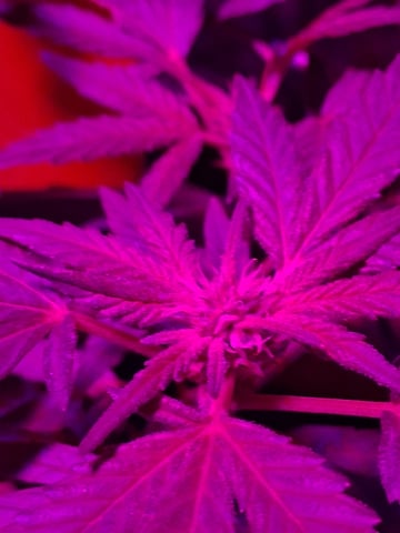 Crimson Haze — flower, day 7