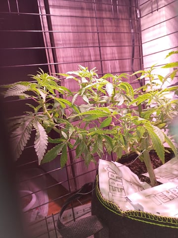 FKAFL — vegetative, day 47
