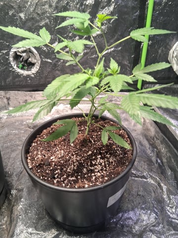 S&D  First Grow — vegetative, day 2