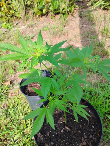 first time  — flower, day 1