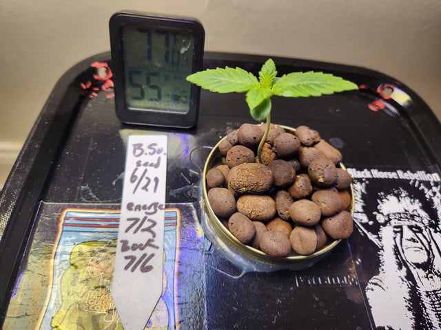 Hydro DWC  — grow_setup, day 2