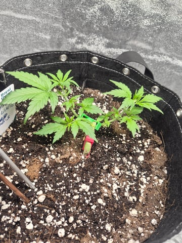 I'll get it right — vegetative, day 37