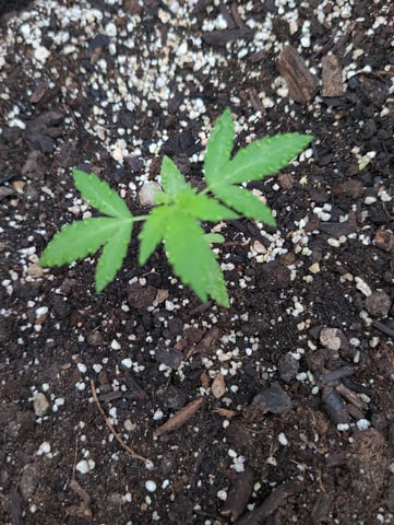 Gorilla Cookies Auto