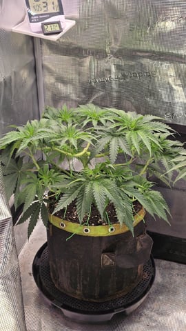 mc nuggets r1 — flower, day 42
