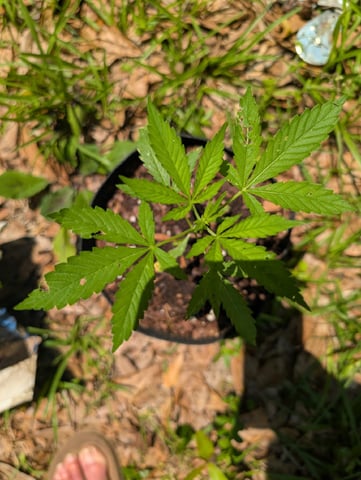 Country Boy — vegetative, day 19