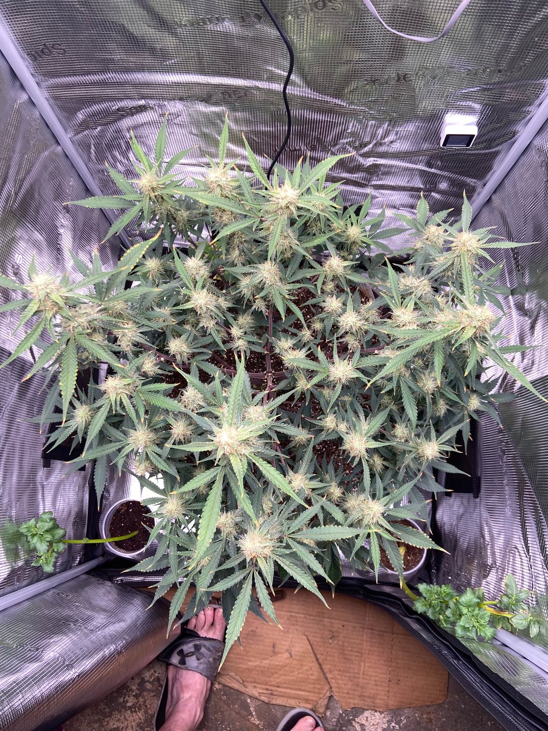 Budz092881