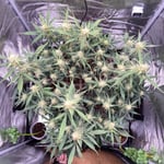 Budz092881