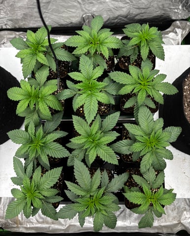 Pink Passion Fruit — seedling_rooting, day 19