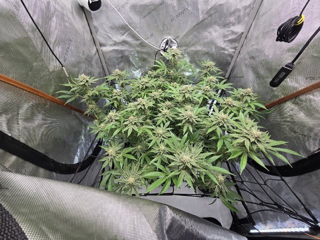 Barney's Farm - Cherry Popper — flower, day 105