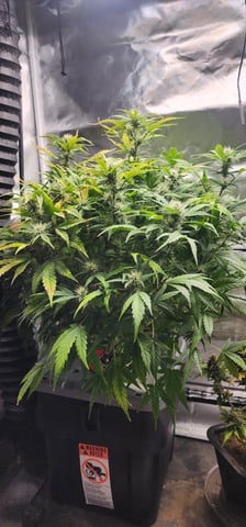 El Chemi Kiwi autoflower 