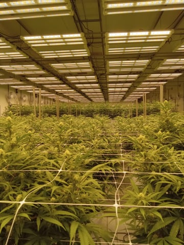 critical purple kush x peyote wifi  in the auto pot system tray 2 grow with added microhazian to the coco coir  — vegetative, day 42