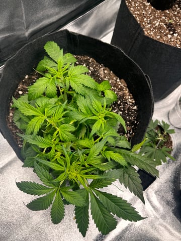 c — flower, day 12