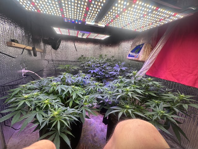 Gelly Mama and Sugar Tree — flower, day 91