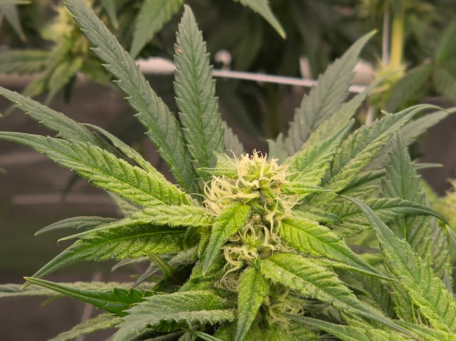 Grow 3 — flower, day 30