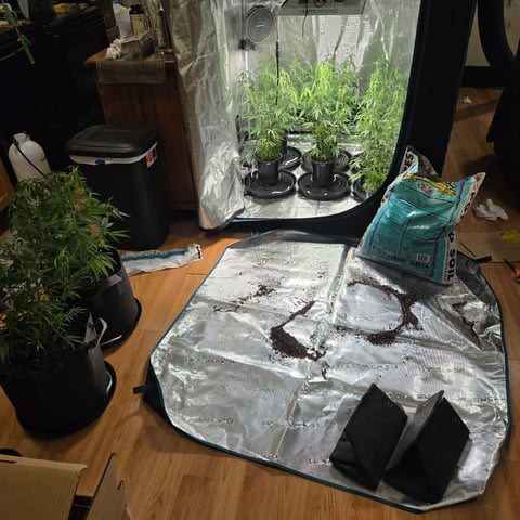 Blue Dream Clones — vegetative, day 33