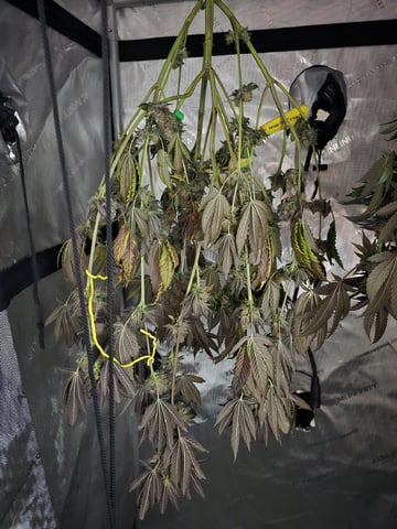 2026 Photoperiods — harvest, day 105