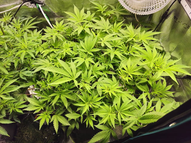 Crushberry Sugar and Khumbu Ice Fall  — flower, day 55