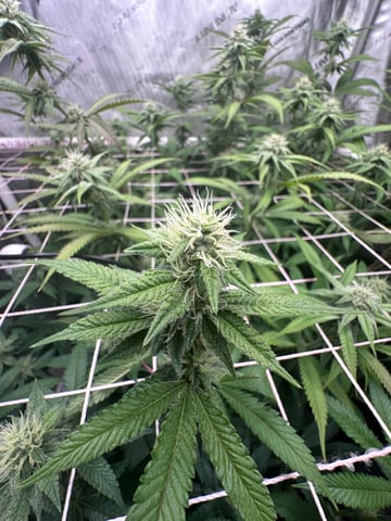 3rd grow  — flower, day 84