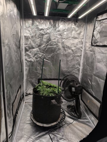 memphisto 3 bears OG, ethos high note r1 — flower, day 31