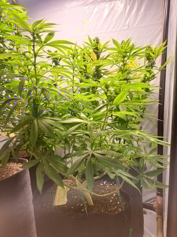 Yeti's Perpetual — none, day 156