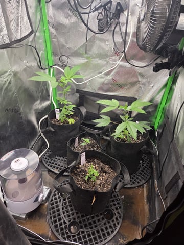 Banana and Gold — flower, day 1