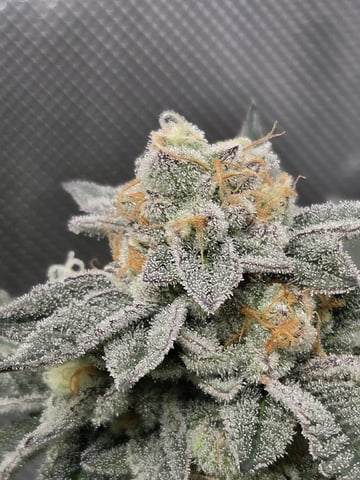 First Grow — harvest, day 114
