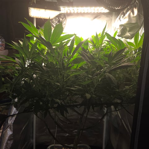 Fast Flowering Photo — flower, day 128