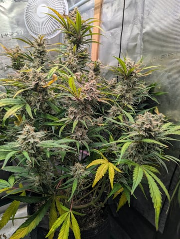 Boogie Brew Basic — flower, day 97