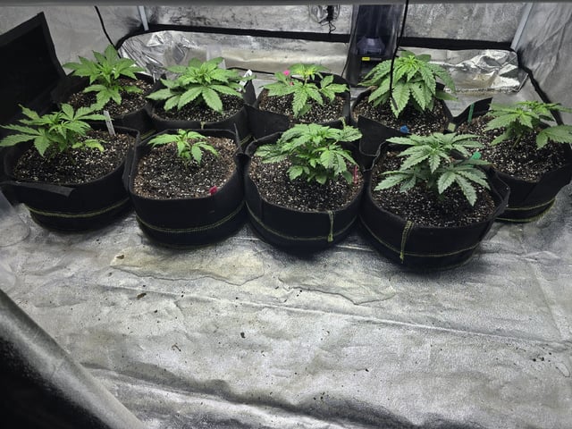 Autos AGAIN — vegetative, day 25