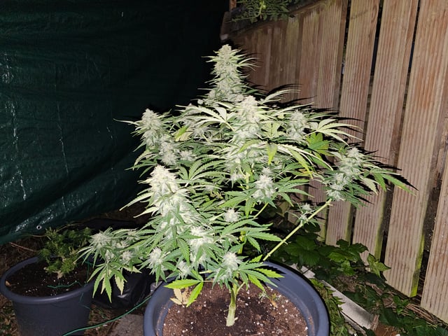 bubblegum  — flower, day 27