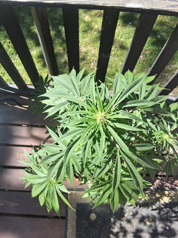 First Indoor Grow  — flower, day 74