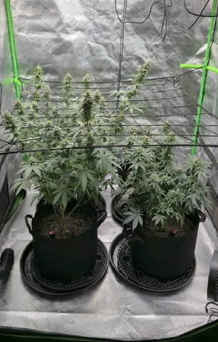 SGC & GWS — flower, day 97