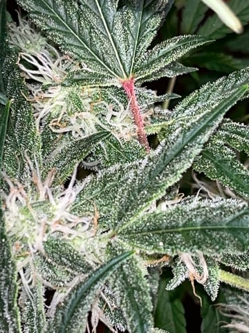 tropicana cookie purple  — flower, day 63