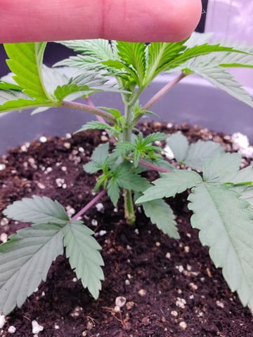 First grow in first set up — vegetative, day 37