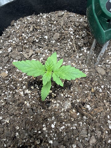 Gorilla Cookies 2nd Try — seedling_rooting, day 19